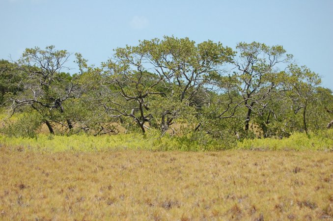 89- Vegetation de Cayo de Agua 